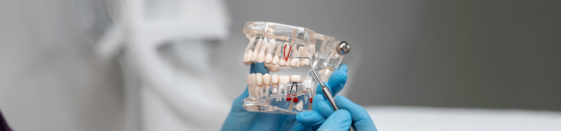 Teeth model.
